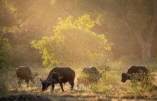 Mana River Camp - Buffalo herd in classic Mana light