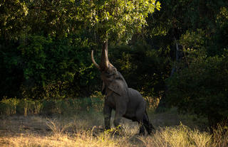 Mana River Camp - Elephant stretching