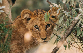Naboisho Camp - Lion Cub