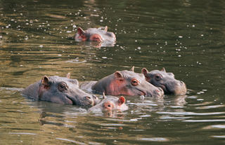 Naboisho Camp - Hippos enjoying a swim