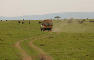 Naboisho Camp - Game Drive