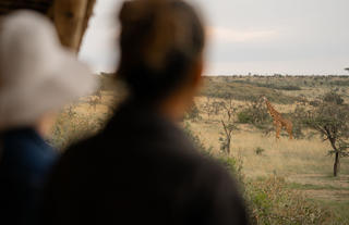 Naboisho Camp - Giraffe meandering near the family room