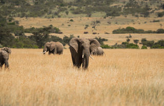 Naboisho Camp - Herd of elephants
