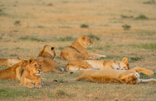 Naboisho Camp - Pride of lionesses