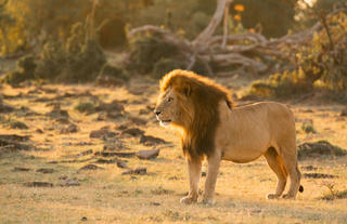 Naboisho Camp - Lion