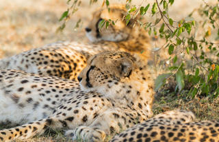 Naboisho Camp - Cheetahs relaxing under a tree