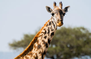 Naboisho Camp - Giraffe