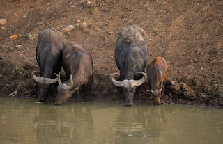 Naboisho Camp - Wildebeests at the watering hole