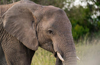 Naboisho Camp - Close encounter with an elephant