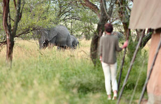 Olakira - Elephant in camp