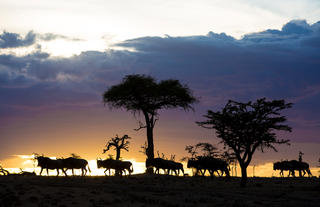 Olakira - Wildebeest sunset