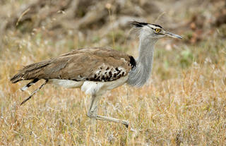 Olakira Camp - Bird