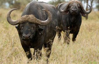 Olakira Camp - Buffalo