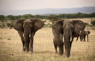 Olakira Camp - Elephants