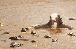 Olakira Camp - Hippos fighting