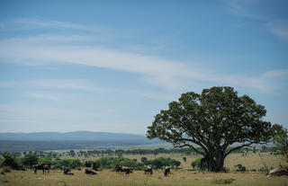 Olakira Camp - Landscape