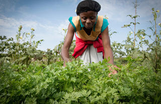 Olakira Camp - The vegetable farm which supports our Northern Serengeti Camps