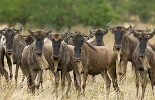 Olakira Camp - Wildebeest