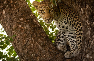 Leopardess 