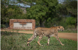 A cheetah on the prowl.