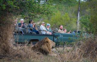 One of the Trilogy male lions relaxes alongside a game viewer full of guests on safari