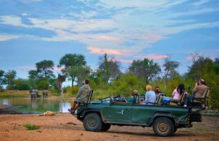 Lions and elephants share a waterhole 