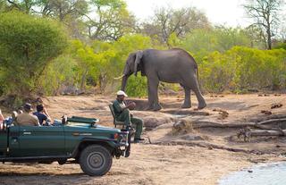 Close encounter with elephants out on safari 