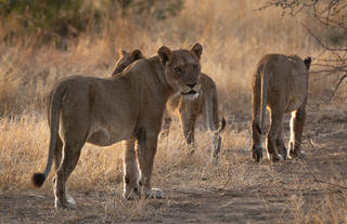 Pride of lions on Umkumbe