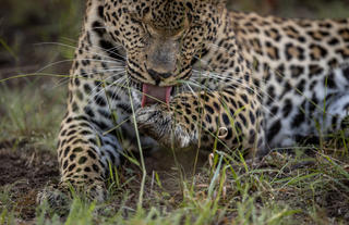 Umkumbe is a Haven for Leopards