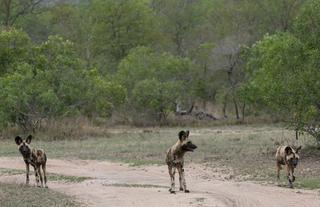 Wild dogs spotted on game drive