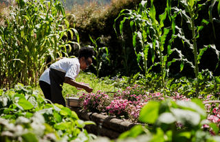 Delaire Graff Estate Organic Vegetable and Herb Garden