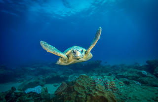 Turtle at Pinnacle Reef