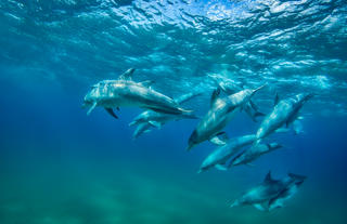 Resident Dolphins