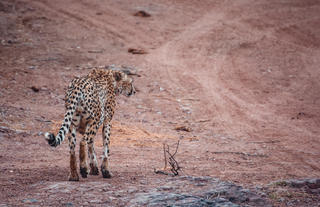 Spot cheetah using telemetry technology
