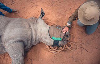 Rhino notching & darting experience