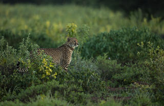 Cheetah at Marataba