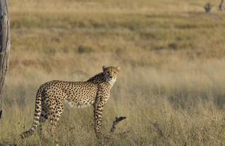 Somalisa Acacia Cheetah