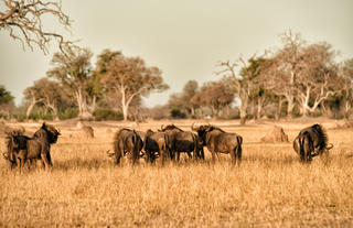 Wildebeest Somalisa Acacia