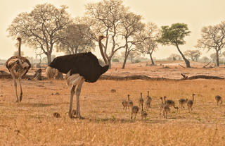 Somalisa Acacia Ostrich