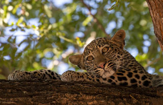 Leopard