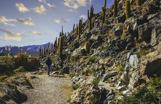 Cactus Hike