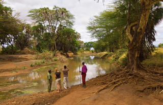 Bush Walk with KWS Ranger