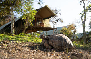 Giant Tortoise roam Galapagos Safari Camp