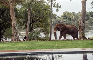 Riverside Wildlife, elephant - PRH