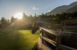 Peruvian Paso Horses