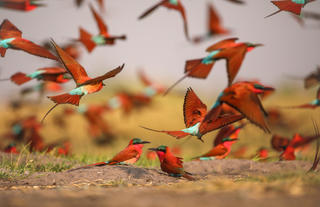 Carmine Bee-Eater Colony