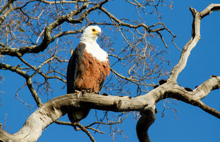 Fish Eagle in the Okavango Panhandle