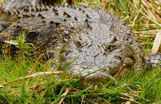 Crocodile in the Okavango Delta