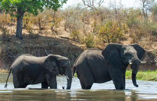 Elephant sighting on boating safari