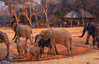 Elephants in front of Ivory Lodge